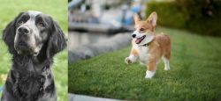 Picardy Spaniel vs Corgi - Breed Comparison