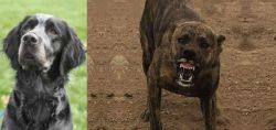 Picardy Spaniel vs Dogo Sardesco - Breed Comparison