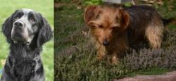 Picardy Spaniel vs Dorkie - Breed Comparison