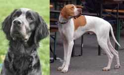 Picardy Spaniel vs English Pointer - Breed Comparison
