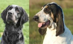 Picardy Spaniel vs Grand Gascon Saintongeois - Breed Comparison