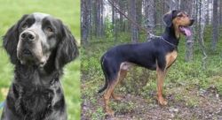 Picardy Spaniel vs Greek Harehound - Breed Comparison