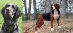 Picardy Spaniel vs Hamiltonstovare - Breed Comparison
