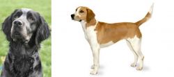 Picardy Spaniel vs Harrier - Breed Comparison