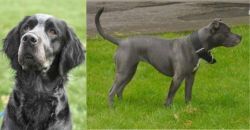 Picardy Spaniel vs Irish Bull Terrier - Breed Comparison