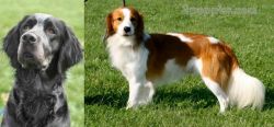 Picardy Spaniel vs Kooikerhondje - Breed Comparison