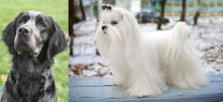 Picardy Spaniel vs Maltese - Breed Comparison