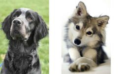 Picardy Spaniel vs Miniature Siberian Husky - Breed Comparison