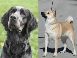 Picardy Spaniel vs Norwegian Buhund - Breed Comparison