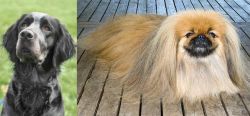 Picardy Spaniel vs Pekingese - Breed Comparison