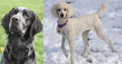 Picardy Spaniel vs Poodle - Breed Comparison