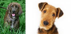 Plott Hound vs Airedale Terrier - Breed Comparison