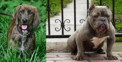 Plott Hound vs American Bully - Breed Comparison