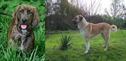 Plott Hound vs Anatolian Shepherd - Breed Comparison