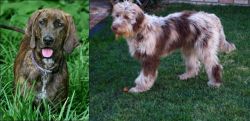 Plott Hound vs Aussie Doodles - Breed Comparison