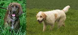 Plott Hound vs Briquet Griffon Vendeen - Breed Comparison
