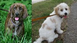 Plott Hound vs Cavachon - Breed Comparison