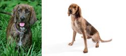 Plott Hound vs Coonhound - Breed Comparison