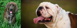 Plott Hound vs English Bulldog - Breed Comparison