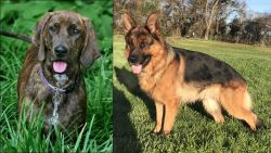 Plott Hound vs German Shepherd - Breed Comparison