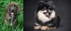 Plott Hound vs German Spitz (Klein) - Breed Comparison