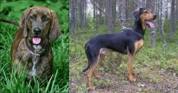 Plott Hound vs Greek Harehound - Breed Comparison