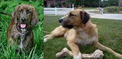Plott Hound vs Irish Mastiff Hound - Breed Comparison