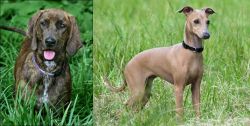 Plott Hound vs Italian Greyhound - Breed Comparison