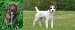 Plott Hound vs Jack Russell Terrier - Breed Comparison