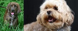 Plott Hound vs Lhasapoo - Breed Comparison
