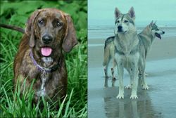 Plott Hound vs Northern Inuit Dog - Breed Comparison