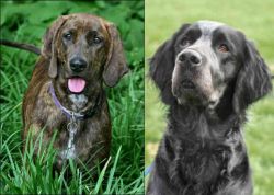 Plott Hound vs Picardy Spaniel - Breed Comparison