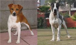 Plummer Terrier vs Alangu Mastiff - Breed Comparison