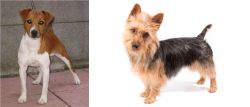 Plummer Terrier vs Australian Terrier - Breed Comparison