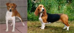 Plummer Terrier vs Basset Artesien Normand - Breed Comparison