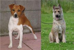 Plummer Terrier vs Belgian Shepherd Dog (Laekenois) - Breed Comparison