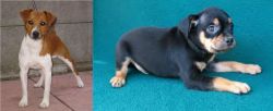 Plummer Terrier vs Carlin Pinscher - Breed Comparison