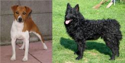 Plummer Terrier vs Croatian Sheepdog - Breed Comparison