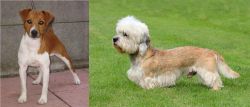 Plummer Terrier vs Dandie Dinmont Terrier - Breed Comparison