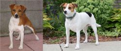 Plummer Terrier vs Danish Swedish Farmdog - Breed Comparison