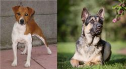 Plummer Terrier vs East European Shepherd - Breed Comparison
