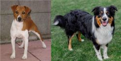 Plummer Terrier vs English Shepherd - Breed Comparison