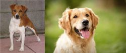 Plummer Terrier vs Golden Retriever - Breed Comparison
