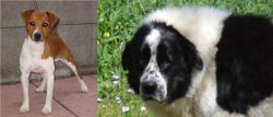 Plummer Terrier vs Greek Sheepdog - Breed Comparison