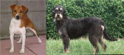 Plummer Terrier vs Griffon Nivernais - Breed Comparison