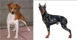 Plummer Terrier vs Harlequin Pinscher - Breed Comparison