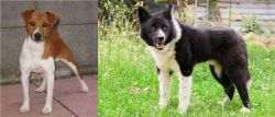 Plummer Terrier vs Karelian Bear Dog - Breed Comparison