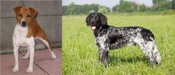 Plummer Terrier vs Large Munsterlander - Breed Comparison