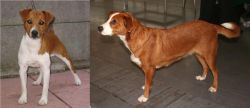 Plummer Terrier vs Osterreichischer Kurzhaariger Pinscher - Breed Comparison