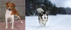 Plummer Terrier vs Siberian Husky - Breed Comparison